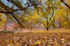 Autumn-Hush