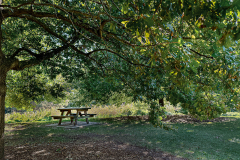 Beneath-The-Canopy-2
