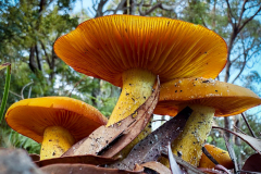 Amber Cathedral
