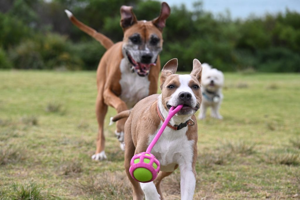 fun dog photo