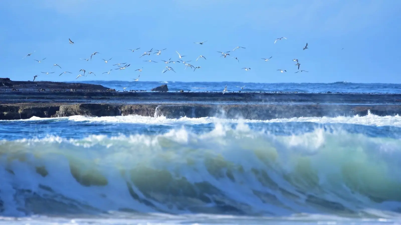 seagulls soar over ocean shelf Merimbula photgraphy image Beth Smith Dandelion Magic